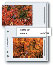 Print File 35-4M 3-1/2x5 Print Preservers (25 Pages)