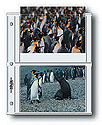 Print File 57-4S Print Preservers