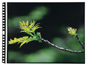 Itoya Polyglass Multi-Ring Pages For 17x11 Landscape (10)
